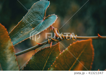 smilax aspera leaf climbing plant smilax aspera leaf climbing plant 41321347