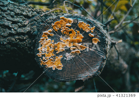 Mushrooms on the bark of a trunk Mushrooms on the bark of a trunk 41321369