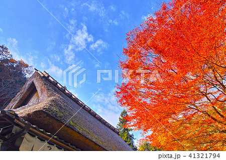 京都　嵯峨鳥居本の紅葉シーズンの風景 41321794