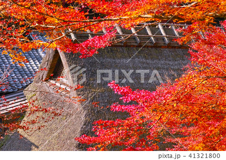 京都　嵯峨鳥居本の紅葉シーズンの風景 41321800