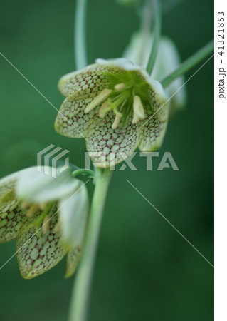 編笠百合 貝母 ばいも 花言葉は 才能 の写真素材