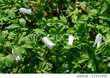 東一華 別名 雨降花 花言葉は 耐え忍ぶ恋 の写真素材