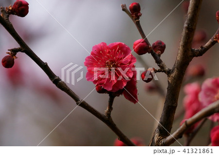 紅梅 花言葉は「優美」 紅梅 花言葉は「優美」 41321861