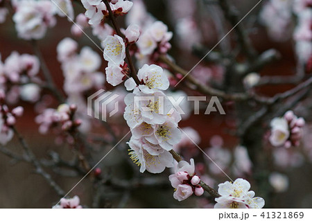 薄紅色の梅の花　花言葉は「上品」 41321869