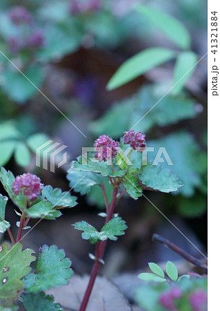 花点草 カテンソウの蕾 花点草 カテンソウの蕾 41321884