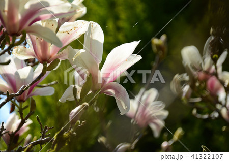 木蓮 モクレン 辛夷 41322107