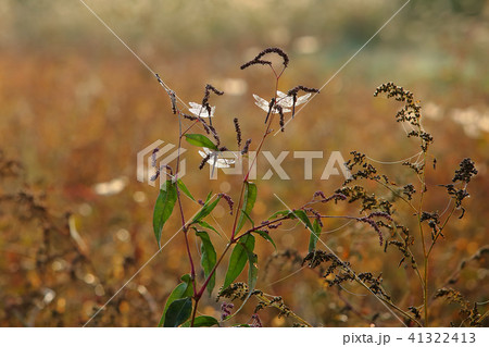 晩秋の朝　朝露のトンボ 41322413
