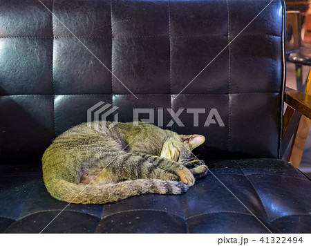 猫 ねこ ネコ 41322494