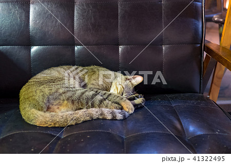 猫 ねこ ネコ 41322495