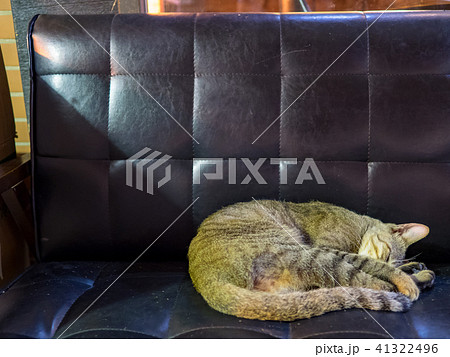 猫 ねこ ネコ 41322496