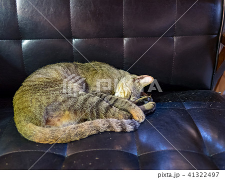 猫 ねこ ネコ 41322497