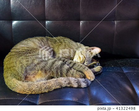 猫 ねこ ネコ 41322498