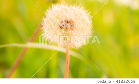 タンポポ綿毛　愛の神託　真心の愛　神のお告げ 41322658