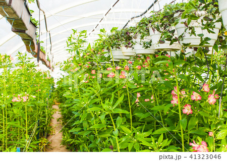 alstroemeria grows in greenhouse 41323046