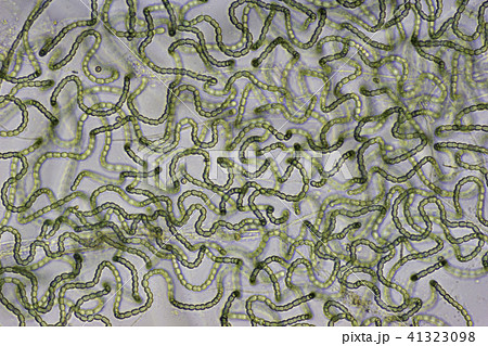 生物模様 生物模様 41323098