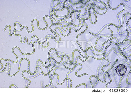 生物模様 41323099