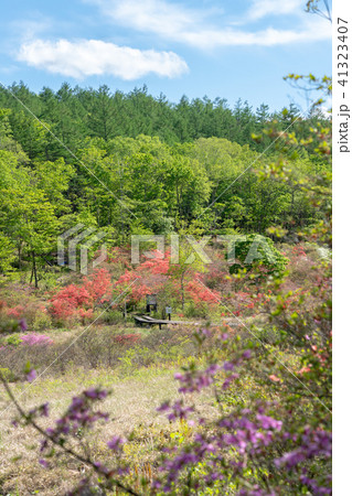 栃木県鹿沼市　井戸湿原（5月） 41323407