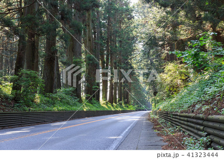 栃木県日光市 日光杉並木街道(5月) 栃木県日光市 日光杉並木街道(5月) 41323444