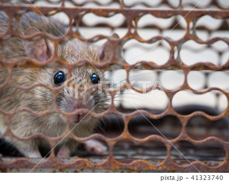 The rat was in a cage catching. Rat has contagion The rat was in a cage catching. Rat has contagion 41323740