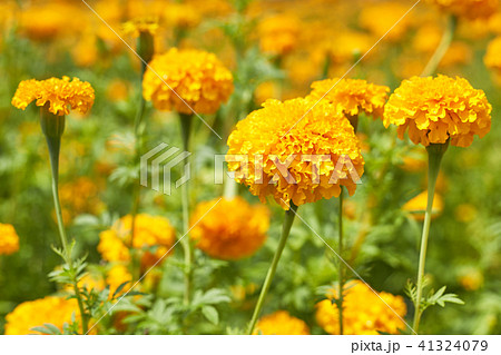 Beautiful Marigold flowers 41324079