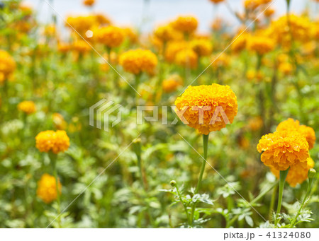 Beautiful Marigold flowers 41324080