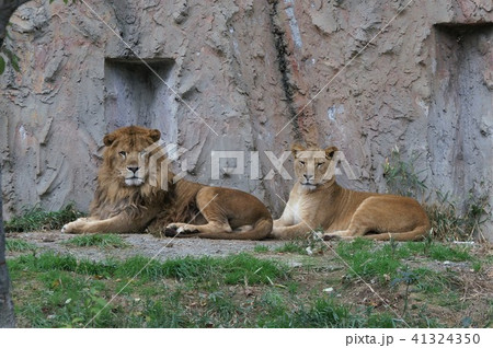 ライオンの夫婦 41324350