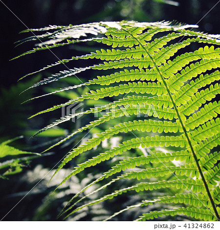 Fern leaf in the woods. Common bracken. Summertime Fern leaf in the woods. Common bracken. Summertime 41324862