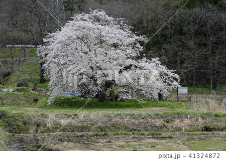 満開の石部桜 満開の石部桜 41324872