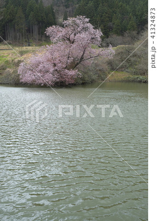 さざ波の鏡桜 41324873