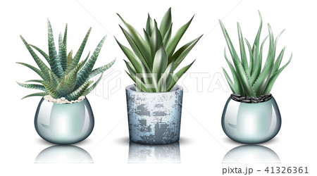 Aloe vera plants set collection Vector Aloe vera plants set collection Vector 41326361