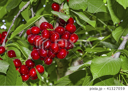 Very tasty cherries on a big cherry tree in german 41327059