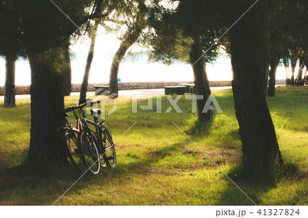 pair of bikes leaning against the tree pair of bikes leaning against the tree 41327824