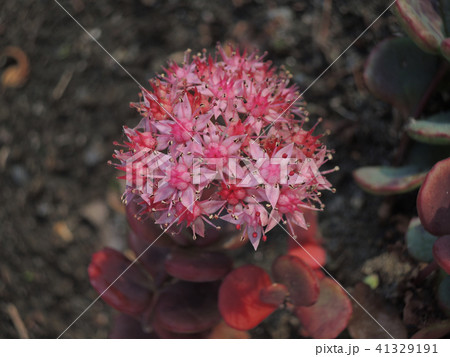 ミセバヤの花の写真素材