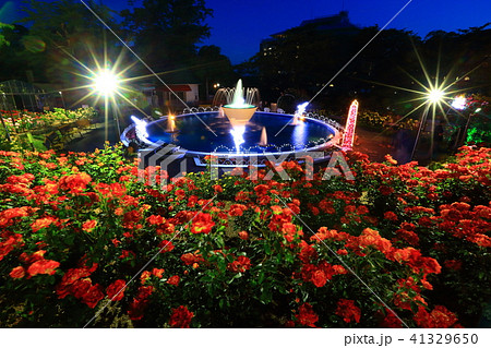 花巻温泉 バラ園のライトアップの写真素材