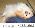 笑顔なポメ 41331608