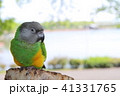 公園でくつろぐ鳥 41331765