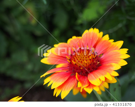 花 花 41331870