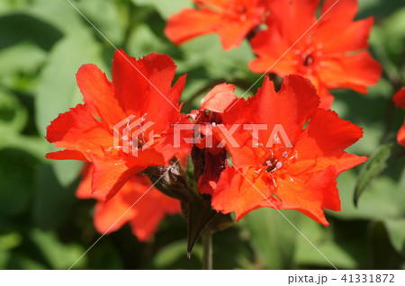 マツモトセンノウの花 41331872