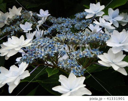 紫陽花 41331901