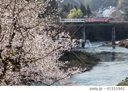 朝の光に輝く桜と只見線の列車 41331902