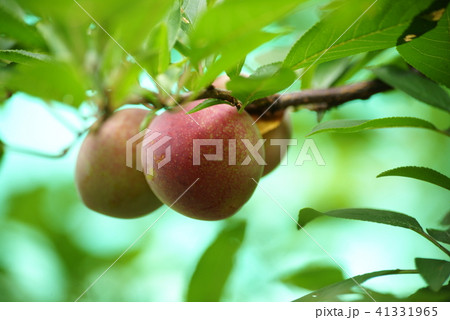 スモモ スモモ 41331965