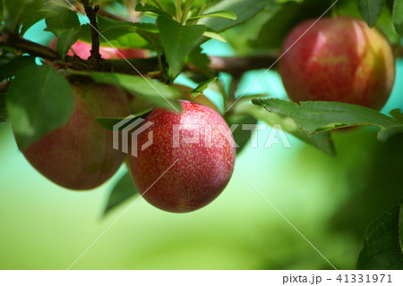 スモモ スモモ 41331971