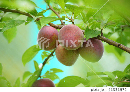 スモモ スモモ 41331972