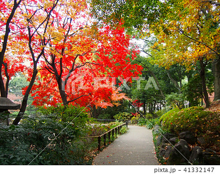 紅葉 41332147