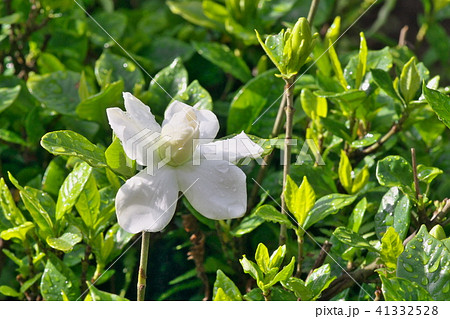 クチナシの花 41332528