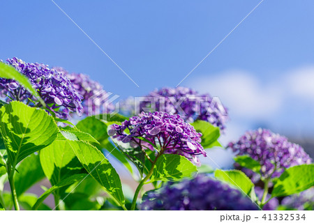 青空と紫陽花の写真素材