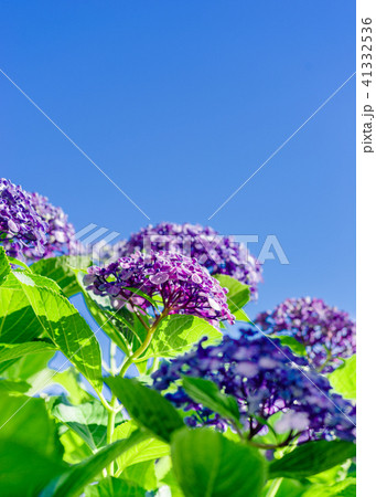 青空と紫陽花 41332536
