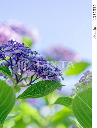 紫陽花 41332539