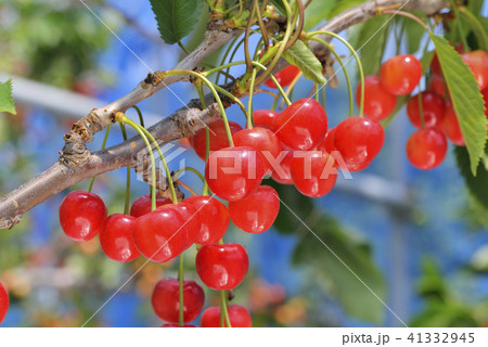 サクランボ サクランボ 41332945