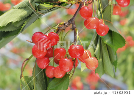サクランボ 41332951